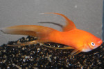 Zwaarddrager Rood Sluier